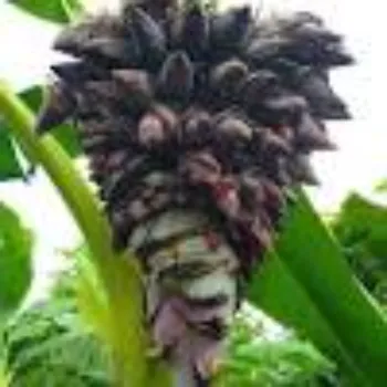 Organic Hybrid Plant